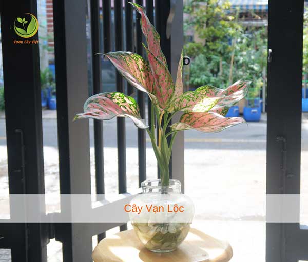 cay-van-loc-trong-nuoc-thuy-sinh-thuy-canh-vcv cay-van-loc-trong-nuoc-thuy-sinh-thuy-canh-vcv.jpg