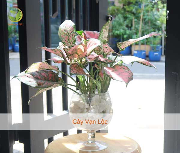 cay-van-loc-trong-nuoc-thuy-sinh-vuoncayviet cay-van-loc-trong-nuoc-thuy-sinh-vuoncayviet.jpg