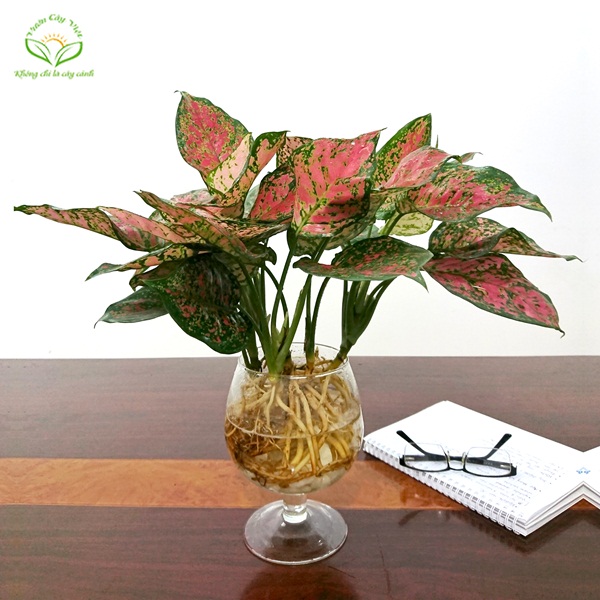 Cây Vạn lộc thuỷ sinh cay-van-loc-ts012.jpg