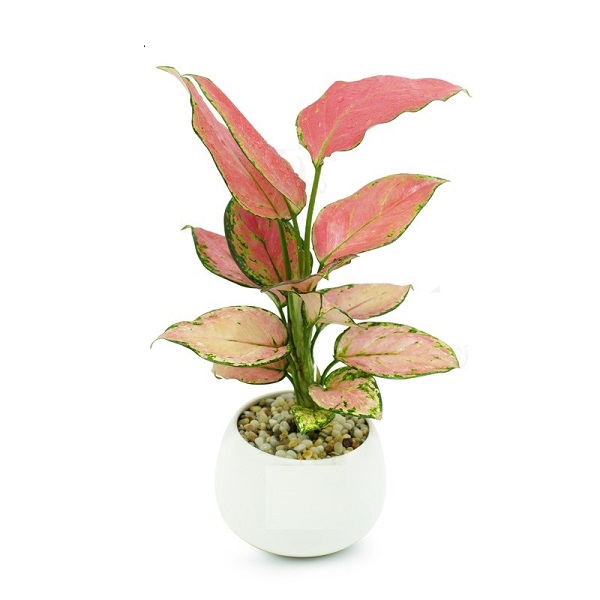 cay-van-loc cay-van-loc.jpg