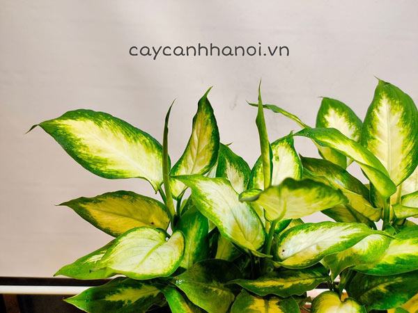 Cây vạn niên thanh - cây sao sáng