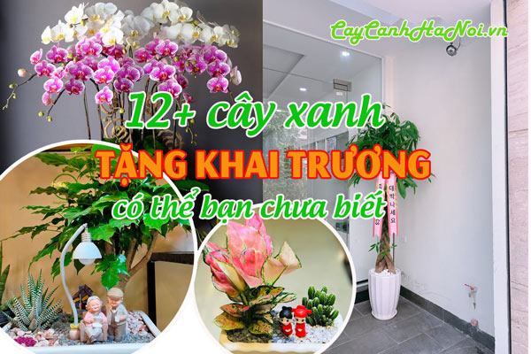 Cây xanh tặng khai trương