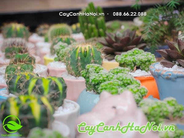 Cây xương rồng các loại