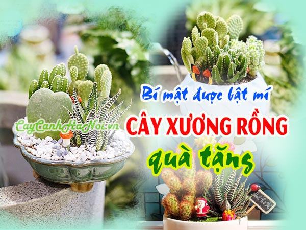 Bí mật về cây xương rồng