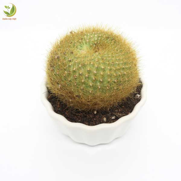 cay-xuong-rong-trang-nguyen-hop-menh-tho-vcv cay-xuong-rong-trang-nguyen-hop-menh-tho-vcv.jpg