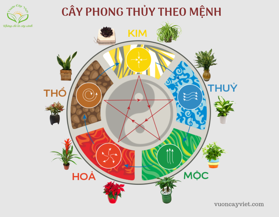cây phong thủy theo mệnh Cay%20phong%20thuy%20theo%20Menh.png