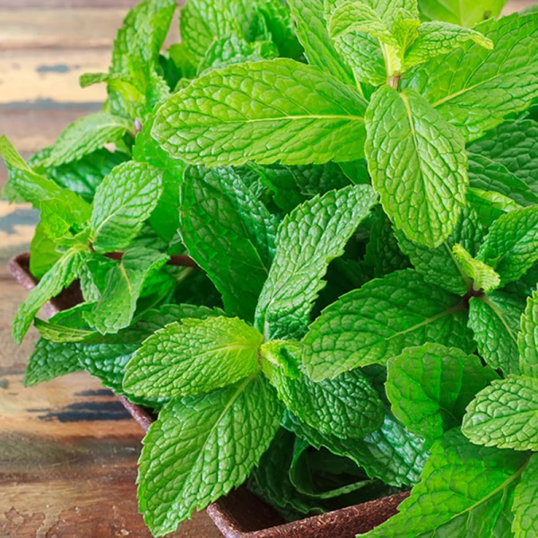 cc3a1ch-c491ue1bb95i-kie1babfn-ba-khoang-be1bab1ng-lc3a1-be1baa1c-hc3a0 cách đuổi kiến ba khoang bằng lá bạc hà