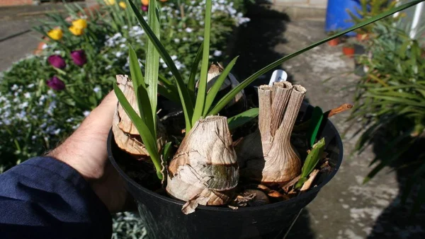 Cách chăm sóc địa lan đúng chuẩn