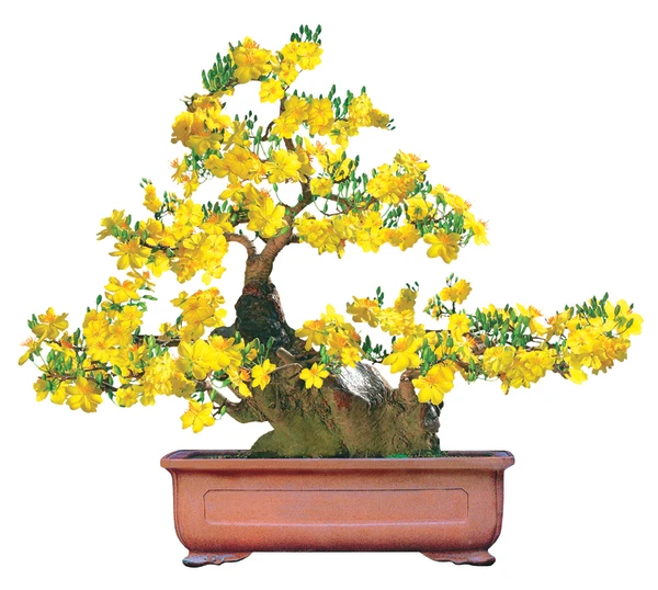 Cách chăm sóc mai vàng từng tháng