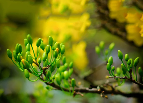 Cách chăm sóc mai vàng từng tháng