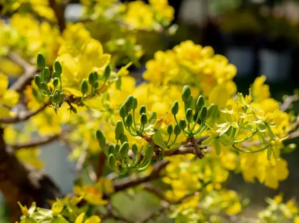 Cách chăm sóc mai vàng từng tháng