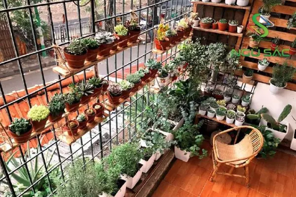 cc3a1ch-che1bb8dn-che1baadu-cho-cc3a2y-tre1bb93ng-ban-cc3b4ng Cách chọn chậu cho cây trồng ban công