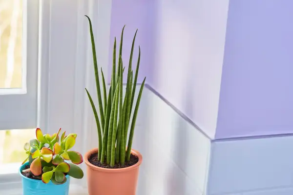 cc3a1ch-die1bb87t-ne1baa5m-me1bb91c-trc3aan-tc6b0e1bb9dng Cách diệt nấm mốc trên tường