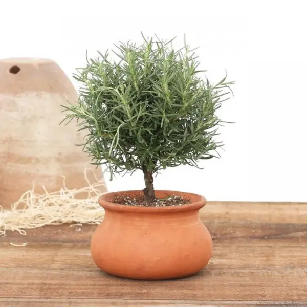 cách diệt ruồi bằng hương thảo