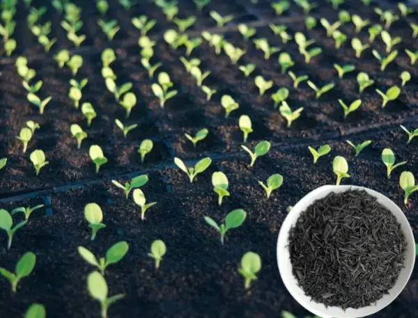 Cách sử dụng trấu hun