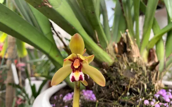 Cách tưới lan kiếm