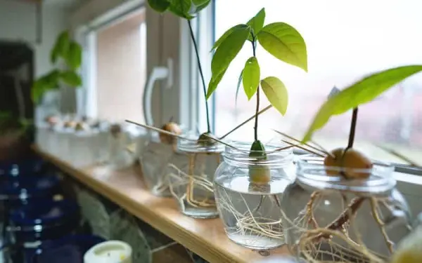 cách trồng cây bơ từ hạt