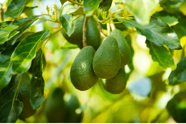 cách trồng cây bơ từ hạt