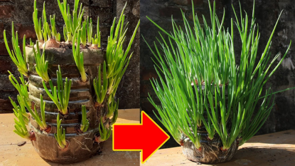 Cách trồng hành bằng chai nhựa lớn