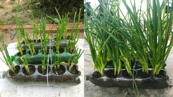 Cách trồng hành lá bằng chai nhựa