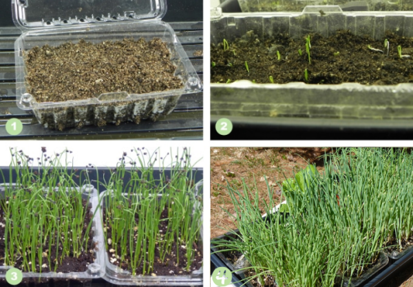 Cách trồng hành lá bằng hạt