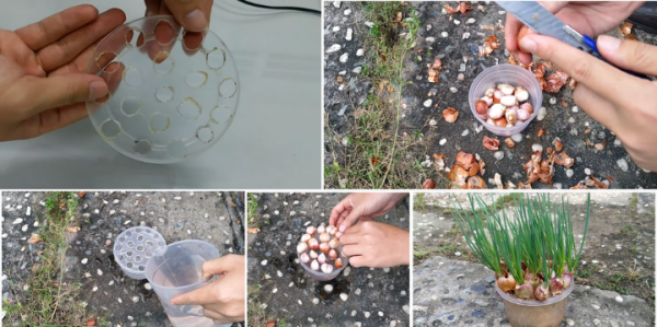 cc3a1ch-tre1bb93ng-hc3a0nh-lc3a1-khc3b4ng-ce1baa7n-c491e1baa5t-be1bab1ng-he1bb99p-nhe1bbb1a Cách trồng hành lá không cần đất bằng hộp nhựa