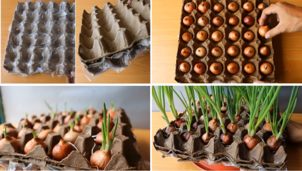 cc3a1ch-tre1bb93ng-hc3a0nh-lc3a1-khc3b4ng-ce1baa7n-c491e1baa5t-be1bab1ng-khay-c491e1bbb1ng-tre1bba9ng Cách trồng hành lá không cần đất bằng khay đựng trứng