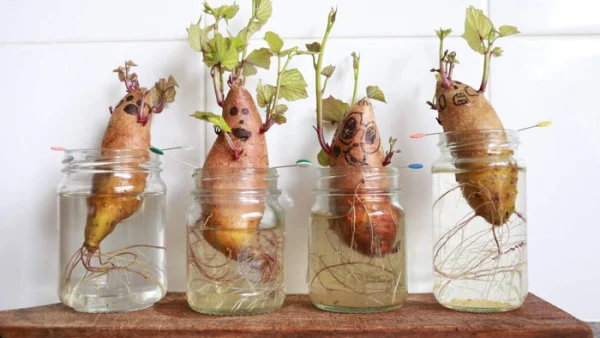 cc3a1ch-tre1bb93ng-khoai-lang-the1bba7y-canh-2 Cách trồng khoai lang thủy canh