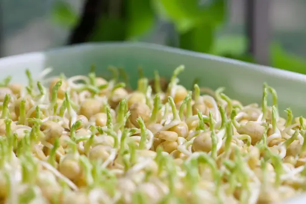 Cách trồng rau mầm không cần giá thể