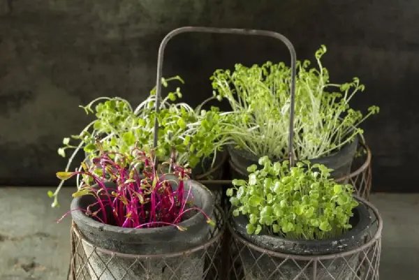 Cách trồng rau mầm không cần giá thể