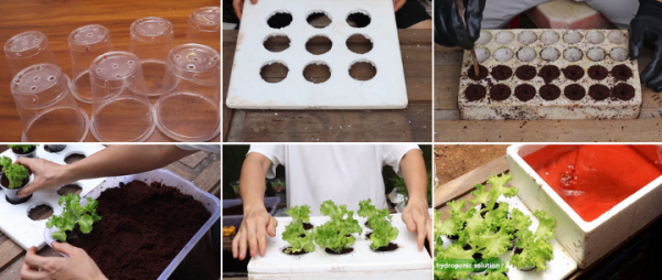 Cách trồng rau xà lách trong nước