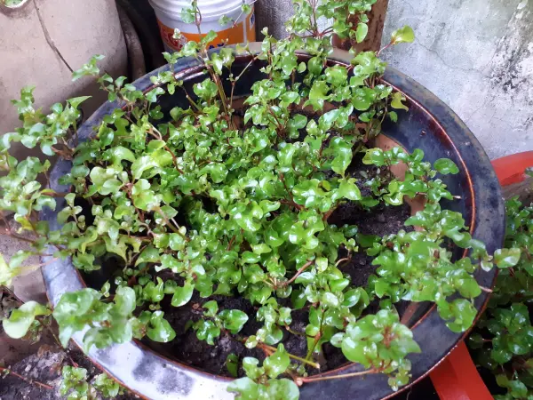 Cách trồng xà lách xoong từ gốc