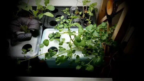 Cách trồng xà lách xoong thủy canh