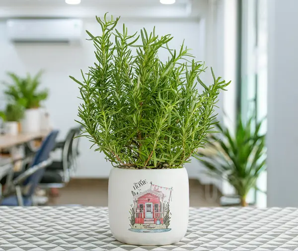 cc3a2y-hc6b0c6a1ng-the1baa3o-2 cây hương thảo