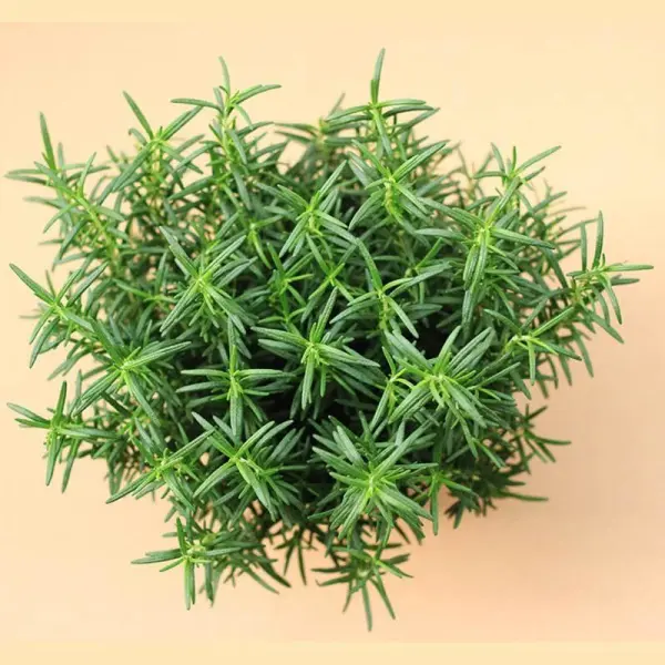 cc3a2y-hc6b0c6a1ng-the1baa3o-c491ue1bb95i-mue1bb97i-1 cây hương thảo đuổi muỗi