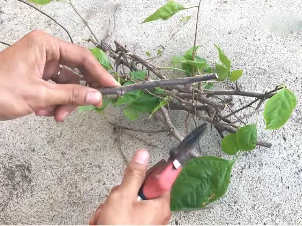 cc3a2y-hoa-gie1baa5y-3-1 cây hoa giấy