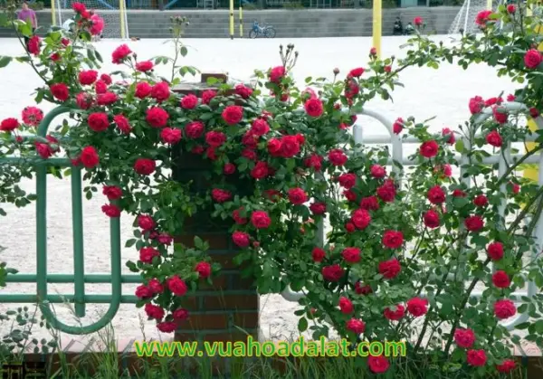 cây hoa hồng leo