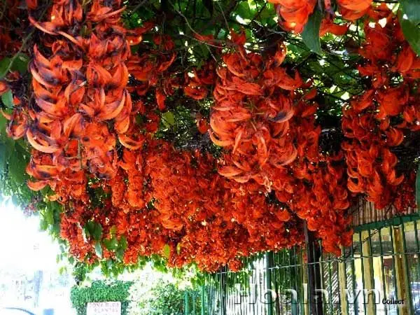 Cây hoa móng cọp