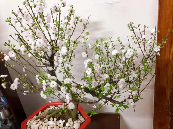 cc3a2y-hoa-nhe1baa5t-chi-mai-ve1bb9bi-hoa-mai-tre1baafng-c491e1bab9p-thanh-tao Cây hoa nhất chi mai với hoa mai trắng đẹp thanh tao