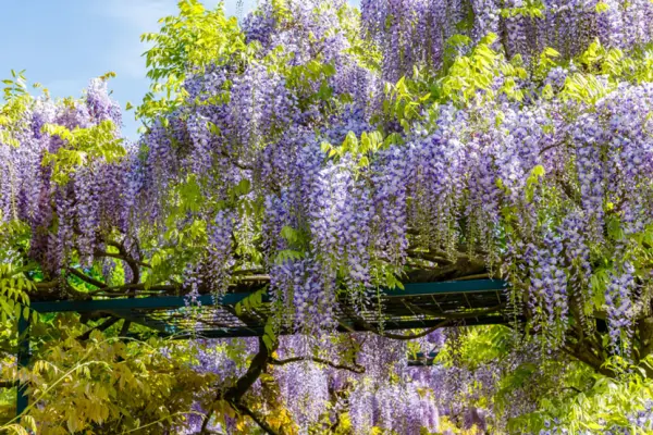 Cây hoa tử đằng