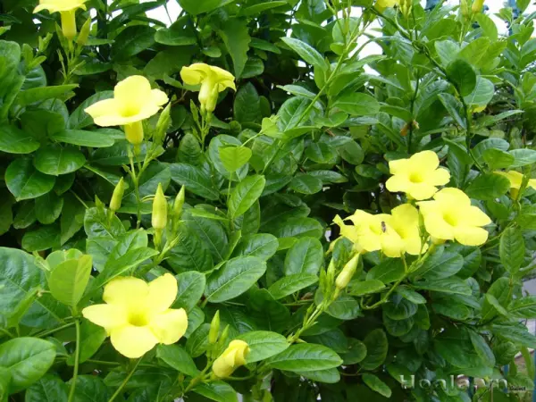 cây hoàng thảo leo