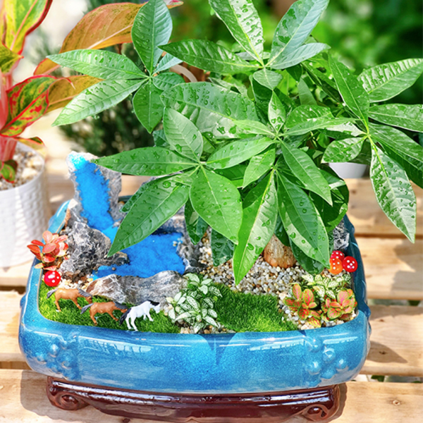 cây kim ngân tiểu cảnh mẫu 1