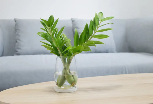 cc3a2y-kim-tie1bb81n-4 cây kim tiền