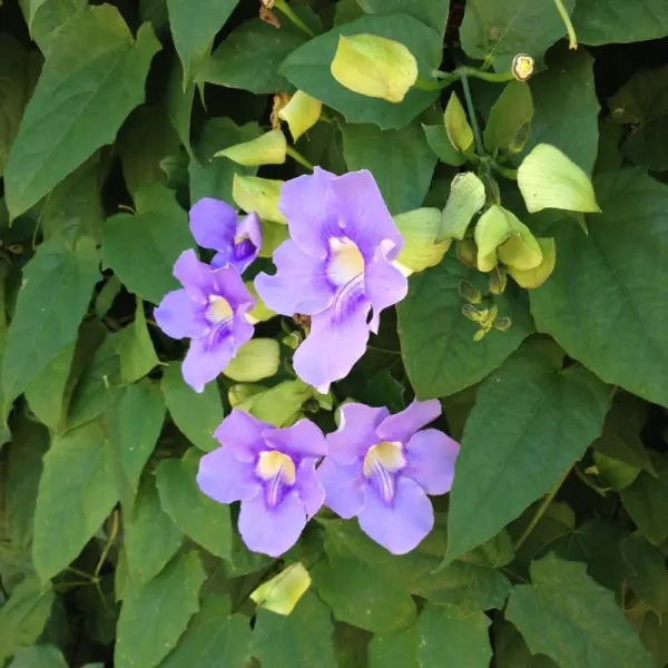 Cây nho đồng hồ Bengal