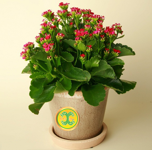 cây sống đời đà lạt