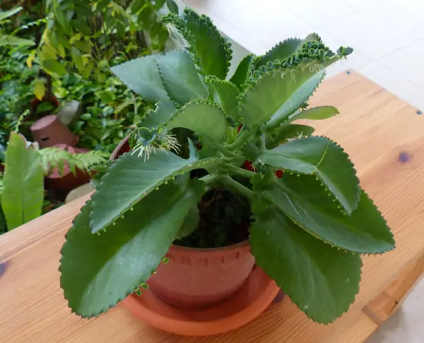 Cây sống đời (cây lá bỏng)