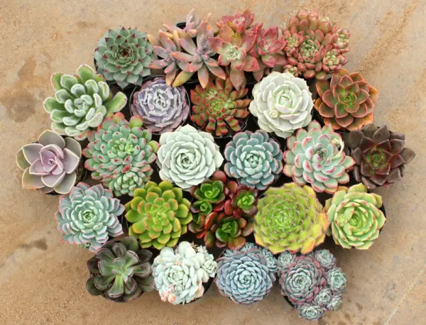 cc3a2y-sen-c491c3a1-lc3a0m-ce1baa3nh-ban-cc3b4ng cây sen đá làm cảnh ban công