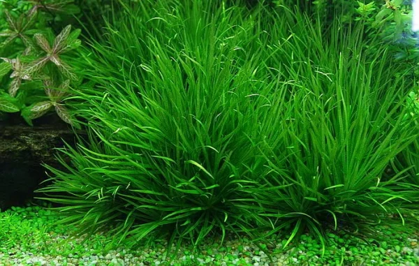 cc3a2y-the1bba7y-sinh-ce1bb8f-nhe1baadt Cây thủy sinh cỏ Nhật