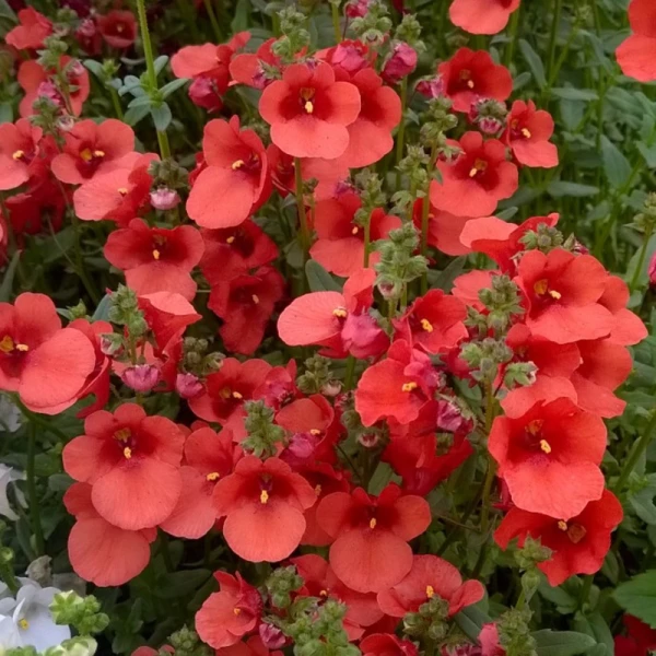 cc3a2y-treo-ban-cc3b4ng-hoa-diascia Cây treo ban công - Hoa Diascia