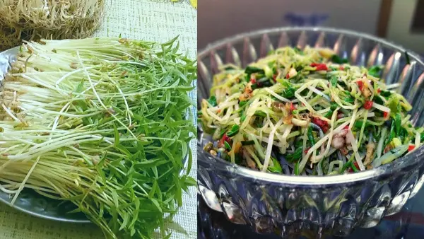 Công dụng rau mầm